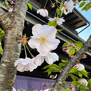 Rinn Kamiebisu Japan
